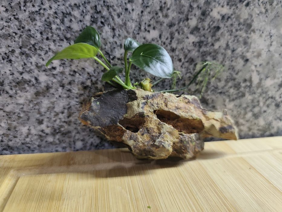 Anubia Dragon Stone ou Tronco Aquário