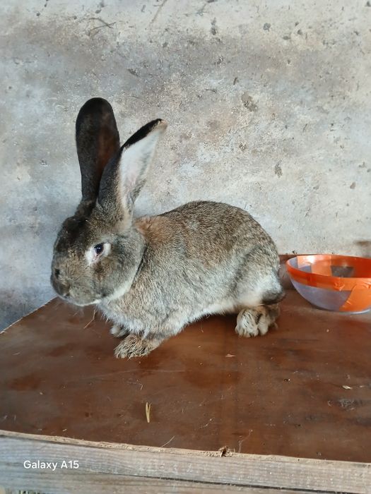 Sprzedam samca olbrzyma belgijskiego