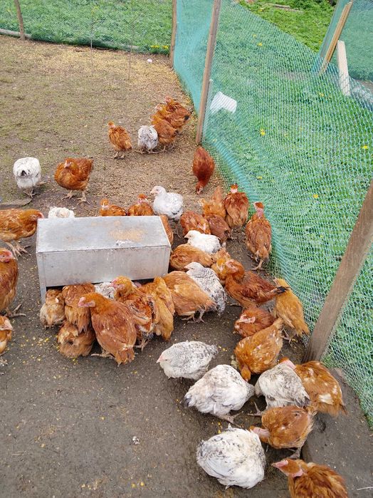 Продам курчата 2 місяці