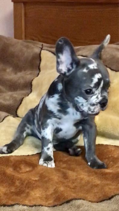 Французские бульдоги, голубые и мерле. Девочки и мальчики. Торг!