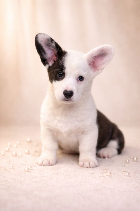 Чарівні цуценята вельш коргі кардиган