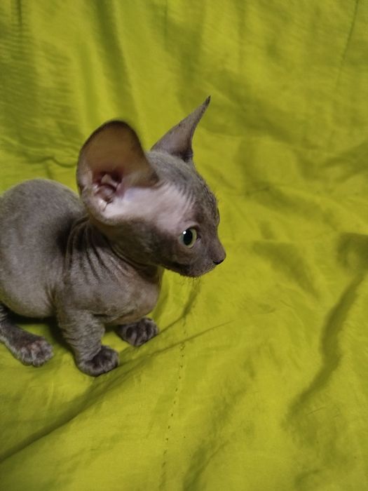 Сфінкс кошенята Бамбіно коротколапі