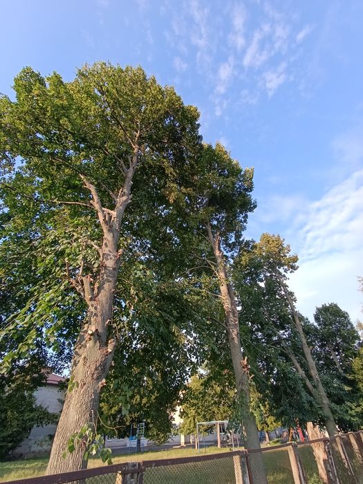 Обрізка дерев (Арбаристика)