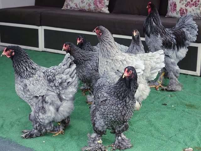 Яйце інкубаційне,курчата, Кохінхін біле золото, блакитний.