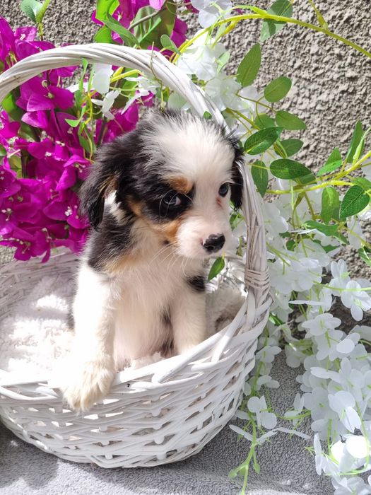* * * Suczka * * * Cavapoo King Charles Spaniel  Pudel