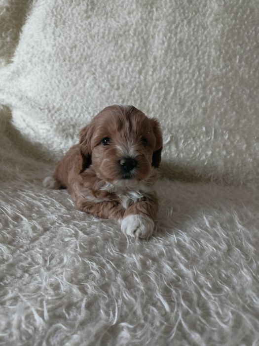 Maltipoo - maltańczyk & pudel toy