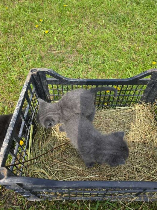 Кошенята (котики та кішки)