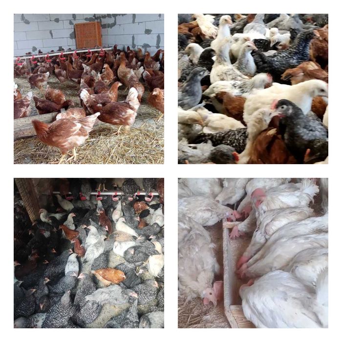Продам кури несушки! Доставка безкоштовна. Близнюки!