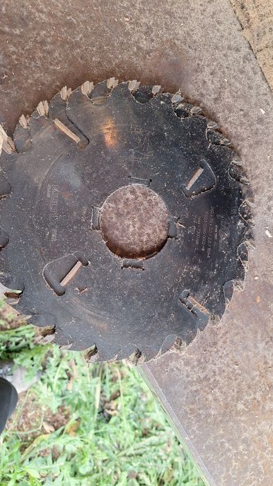 Wielopiła gąsienicowa