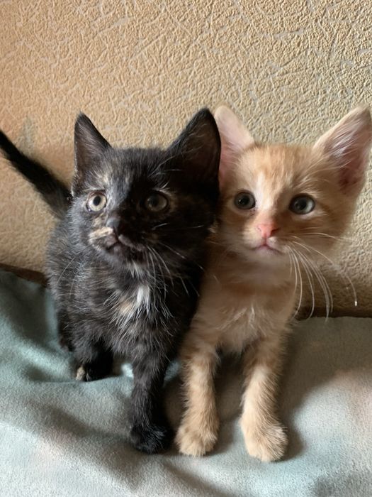 Отдам бесплатно в хорошие руки