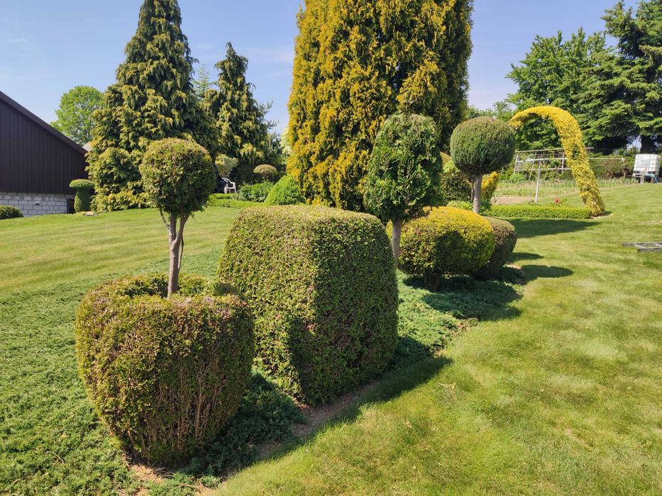 Pielęgnacja Wycinka Drzew Koszenie Rębak Frezowanie Tuje Trawniki