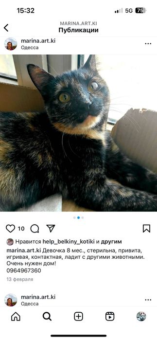 Красивые котики бесплатно