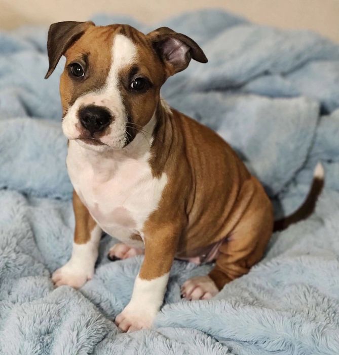 Amstaff FCI śliczny samczyk