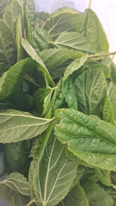 Bichos seda 100  casais ( 200 bichos)