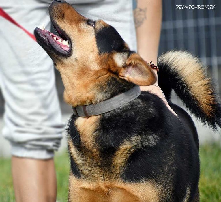 Trampi - pomóż mu odzyskać radość przy Twoim boku