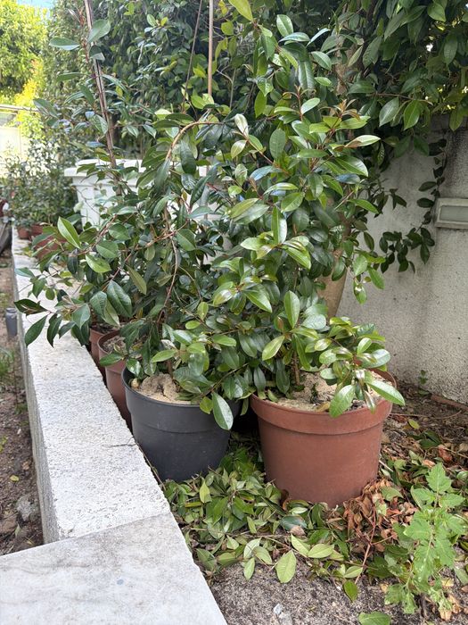 Eugenia myrtifolia - particular - superior a 1metro
