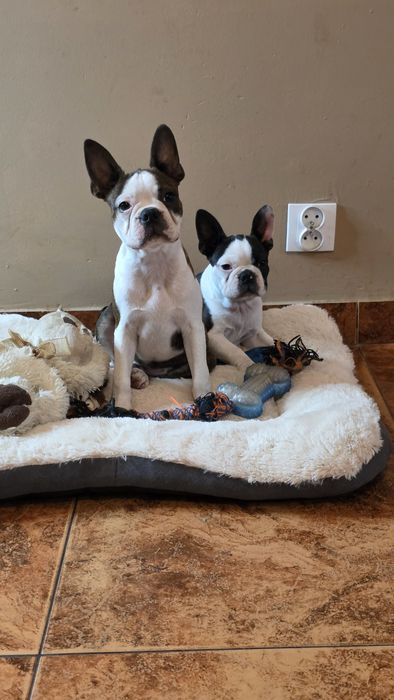 Boston Terrier z rodowodem