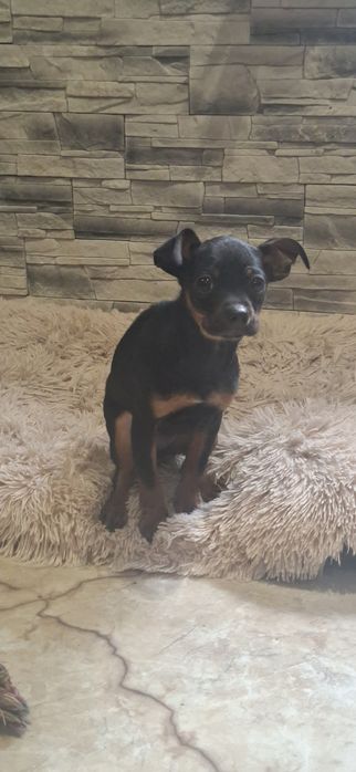 Piesek  pinczer miniaturowy z metryką