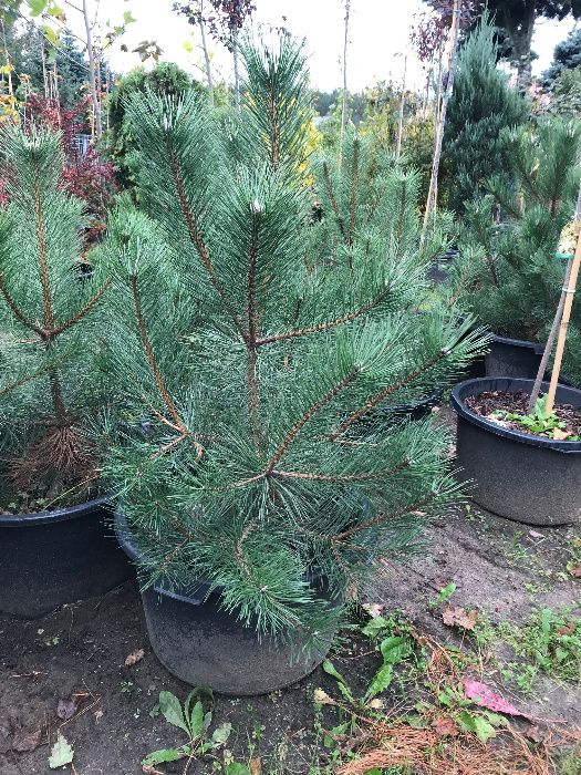 Sosna Czarna 'Pinus Nigra' wys ok. 100cm wys. Leszno wlkp.
