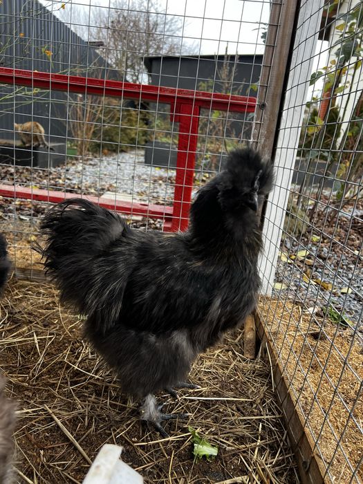 Кури Китайські шовкові (півники)