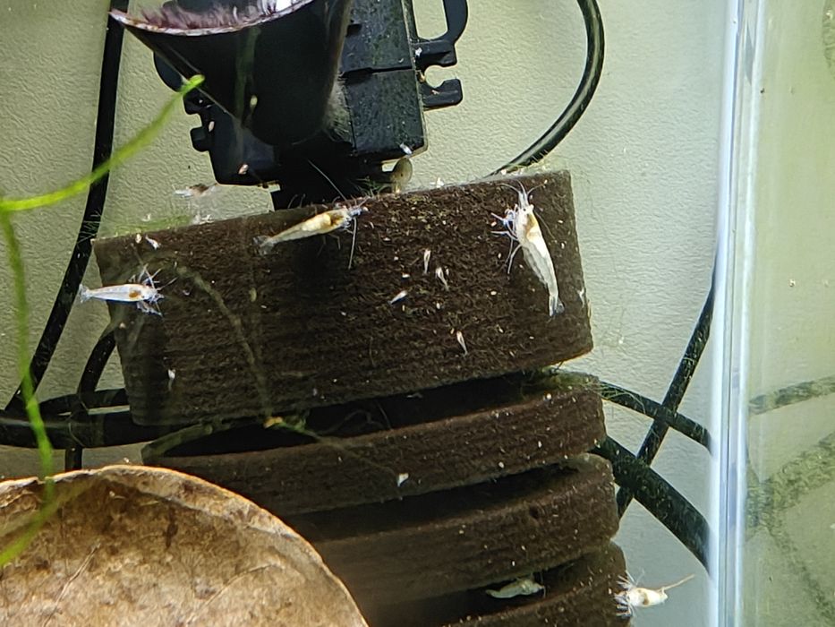 Krewetki Neocaridina White Pearl