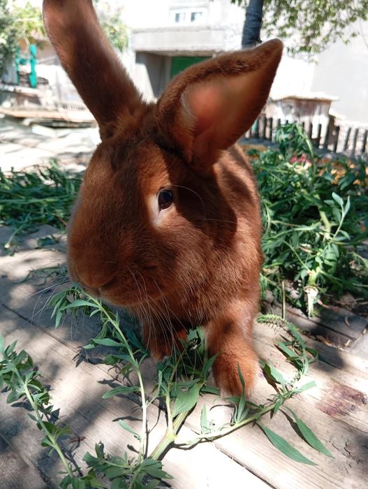 Продам кролей на племя. Немецкий строкач.,самцыНЗК,Полтавское серебро.