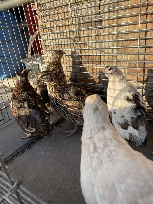 Przepiorki likwidacja