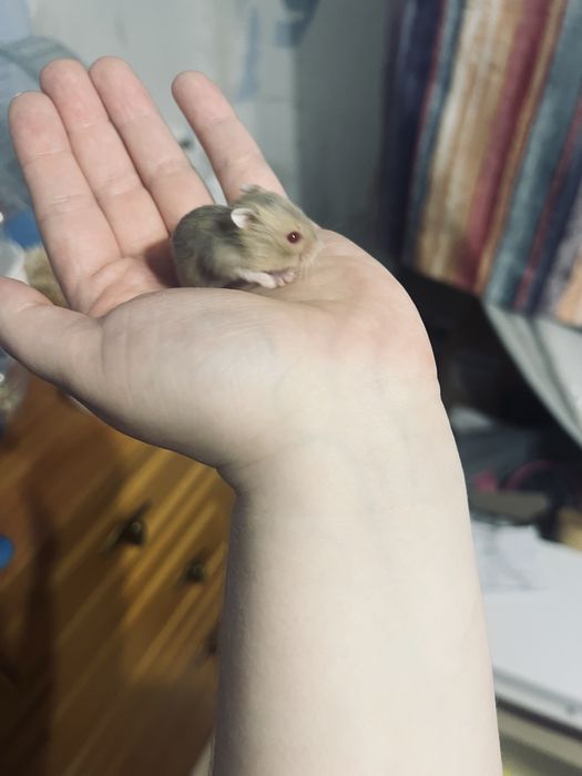 Джунгарик хомʼяк джунгарскі хомʼяки