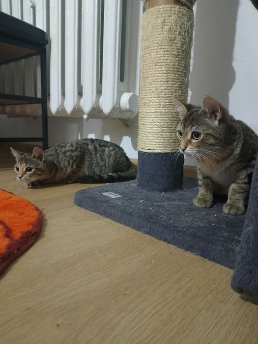 Młoda kotka do adopcji
