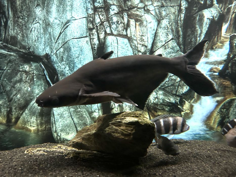 Duży i zdrowy sum rekini 45cm