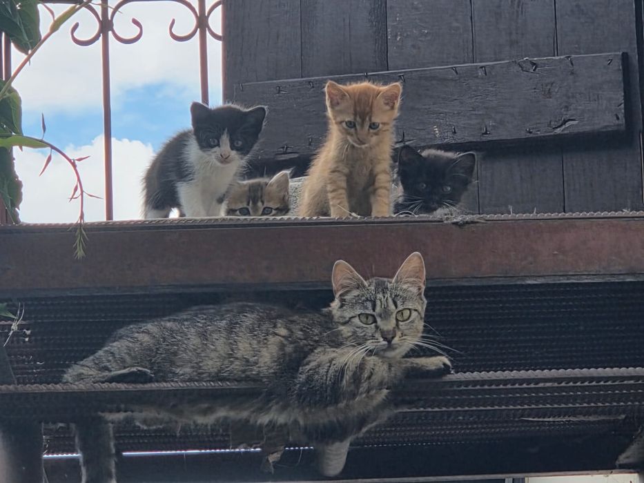 Кошенята безкошковно