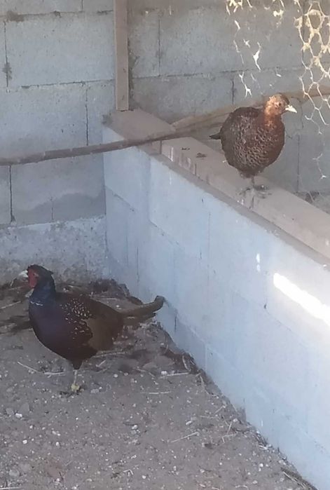 Faisões: Jumbo (machos), versicolor (fêmeas) prateado (machos).