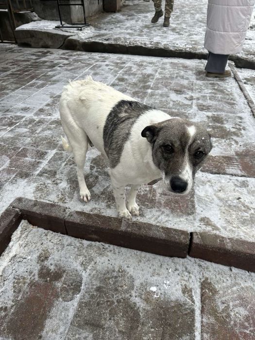 Собачка стерелізована