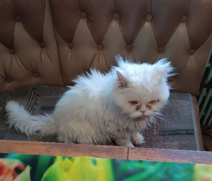 Терміново котик 16 років