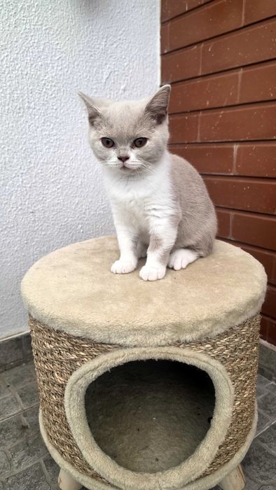 British shorthair bicolor lilás