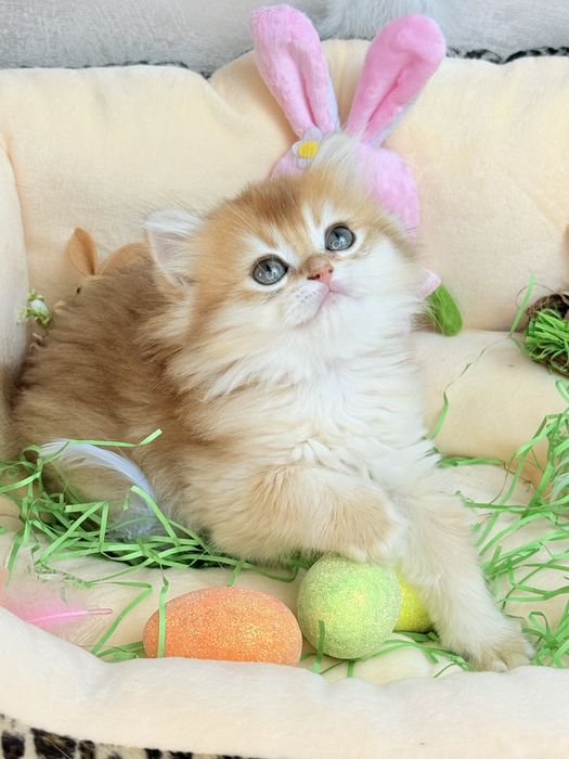 Золота шиншила 2 місяці