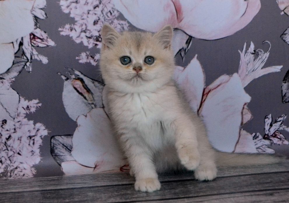 Золоте британське кошенятко шиншила