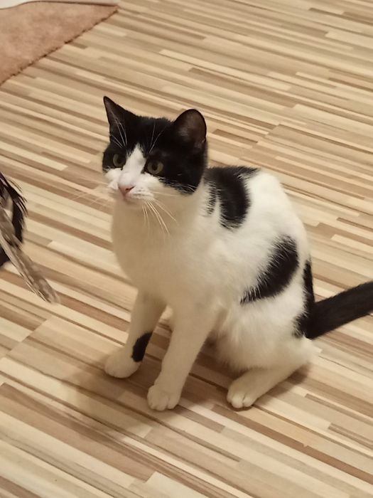 9 miesięczna kotka szuka domu niewychodzącego