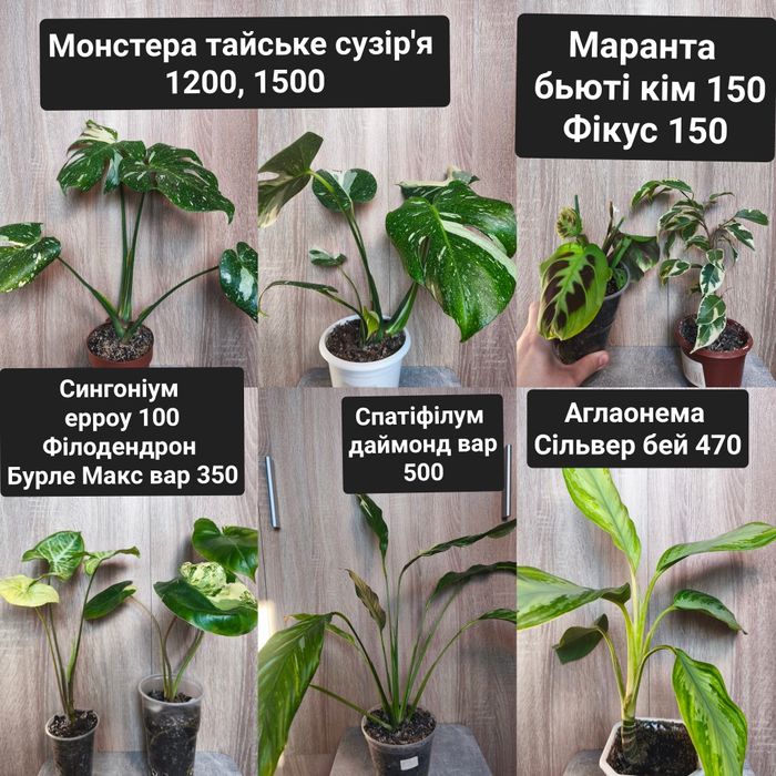 Кімнатні рослини дифінбахія сингоніум маранта аглаонема антуріум епіпр