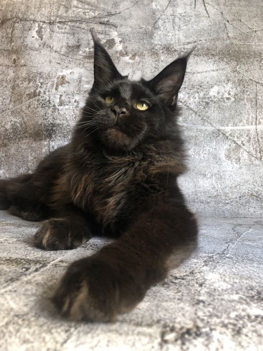 Кошеня Мейн Кун і дорослі кішки