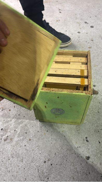 Nucleos dd fecundacao de abelhas rainhas