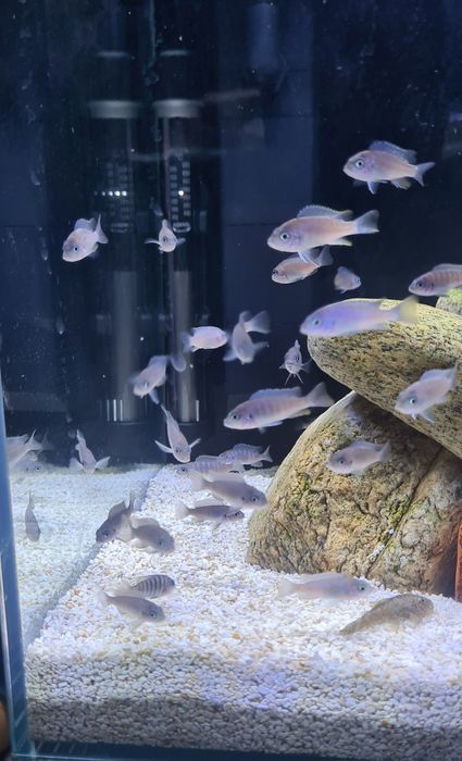 Ciclideos Africanos Malawi