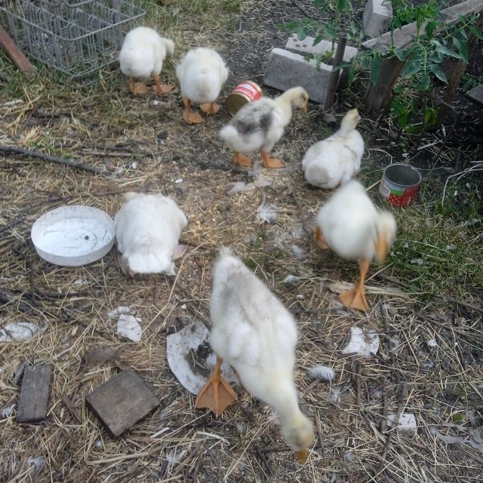 Гуси, качки шипуни