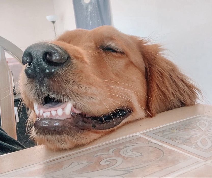Doaçao Golden Retriever  - Bailey - 3 anos (LER BEM)