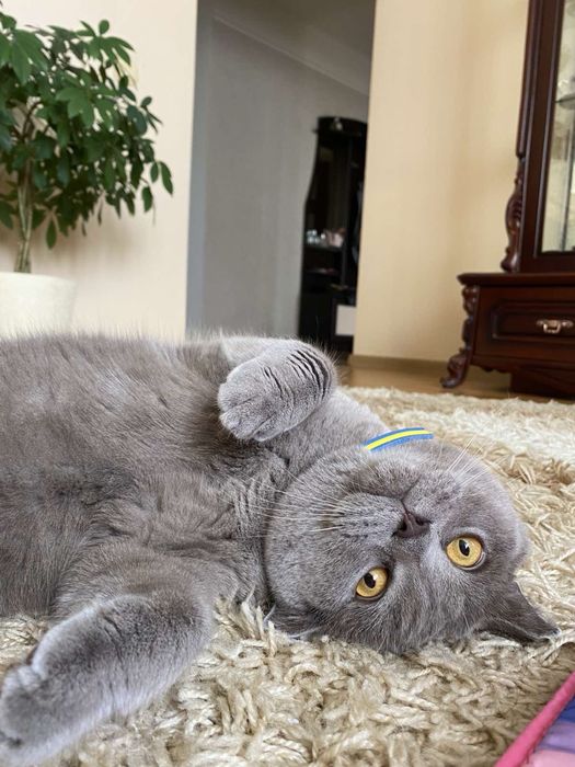 Віддам кота в добрі руки