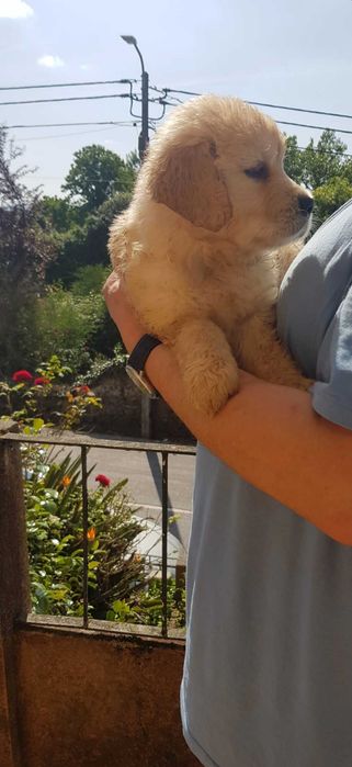 Golden Retriever Fêmea com LOP de Excelente Linhagem