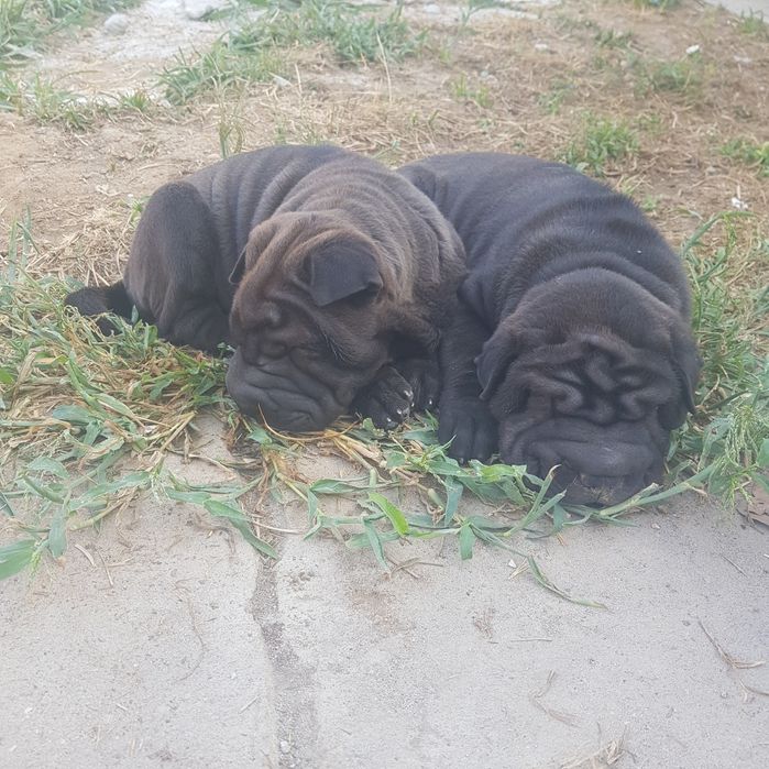 Cachorrinho sharpei