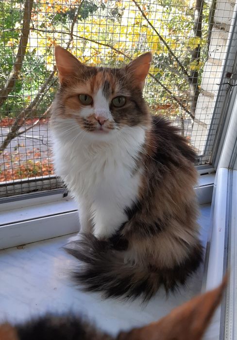 Суми. Кошечка шукає сім'ю!