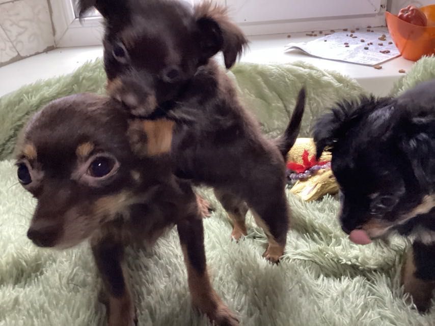 Той-терьер міні довгошерстний