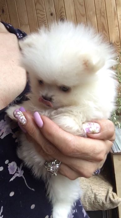 Квартирная передержка/отель